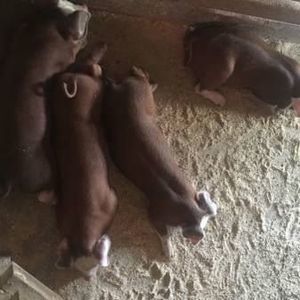 Meet your Posher, Benny